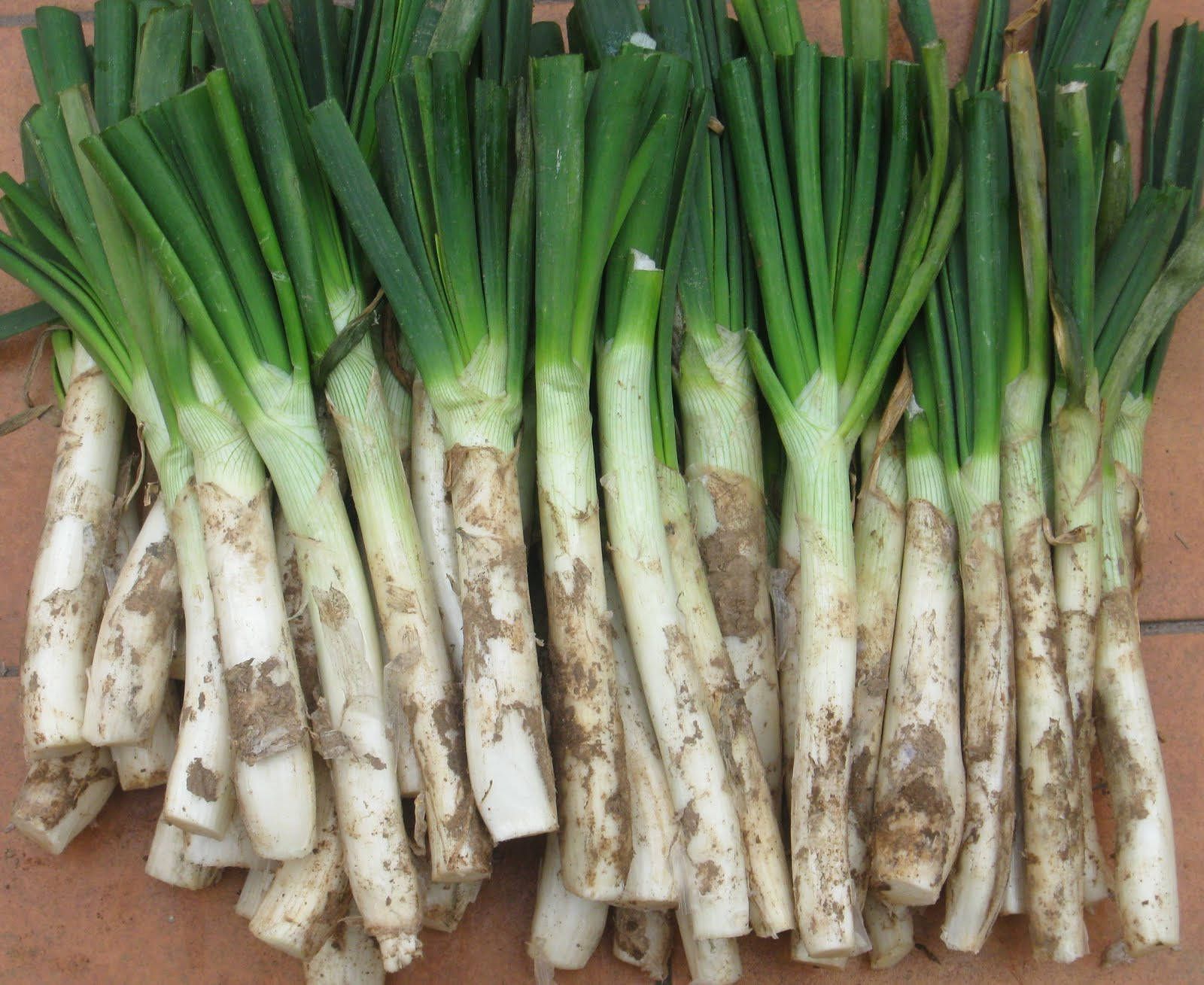Majols Natura Calsots